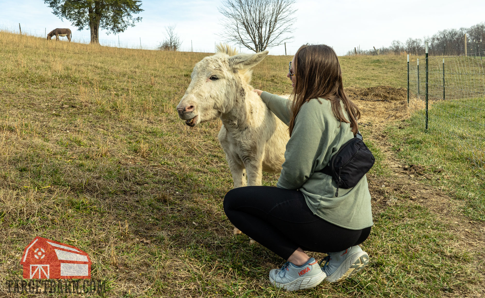 carrying the vertx everyday fanny pack and petting Duck the mini donkey
