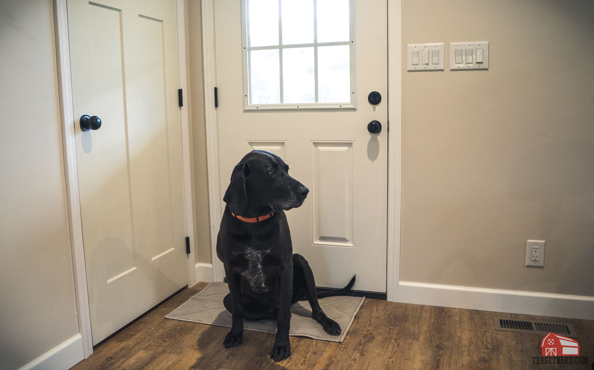 a dog sitting at the front door